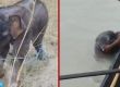 टिस्टा नदीमा बगेको हात्तीको छावालाई माझीहरूले जोगाए